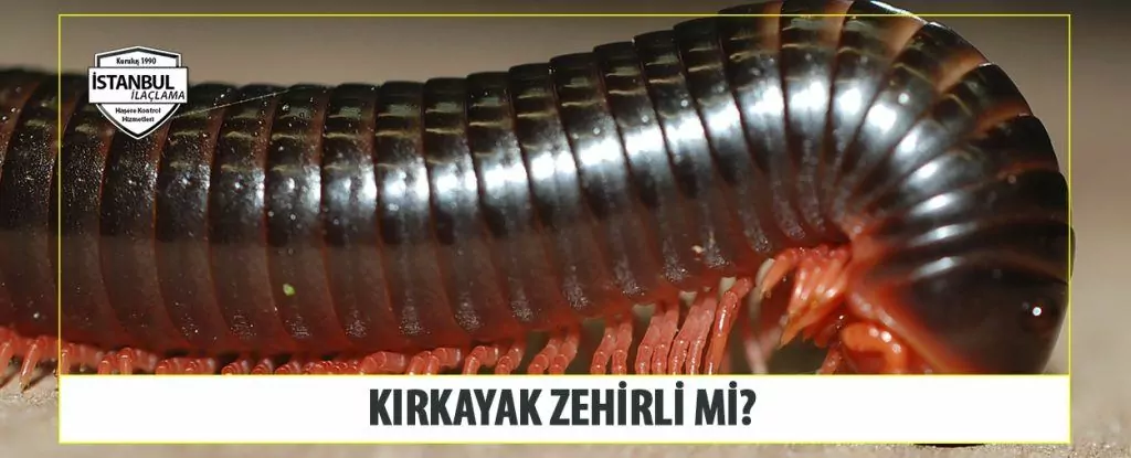 Kırkayak Zehirli Mi