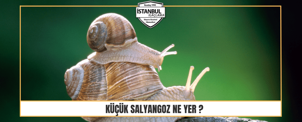 Küçük Salyangoz Ne Yer
