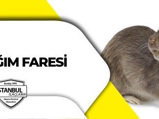 Lağım Faresi