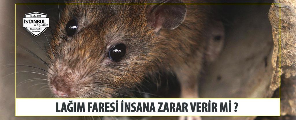 Lağım Faresi Insana Zarar Verir Mi