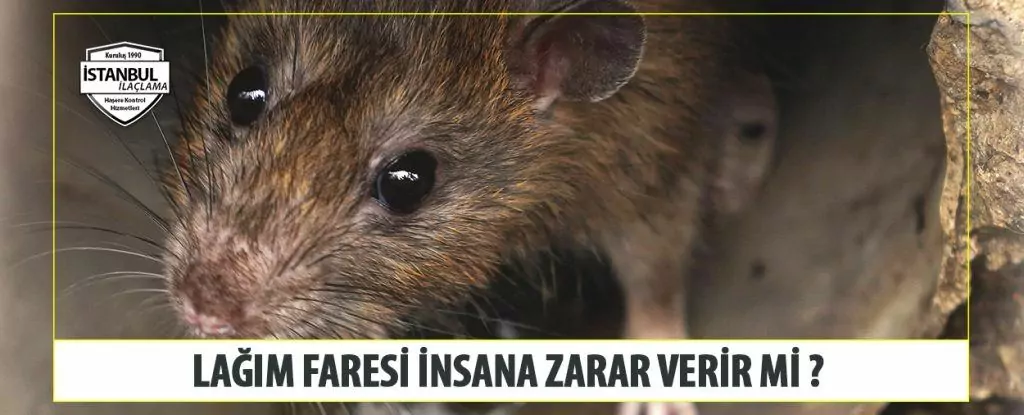 Lağım Faresi Insana Zarar Verir Mi
