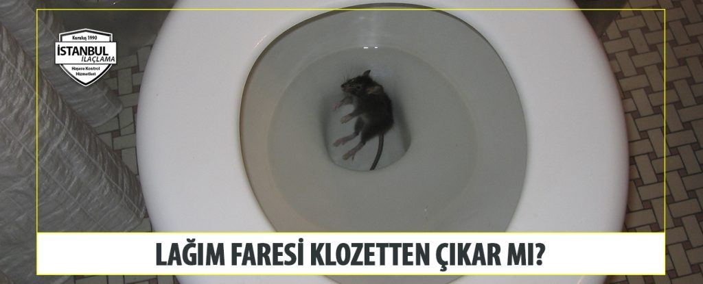 Lağım Faresi Klozetten Çıkar Mı