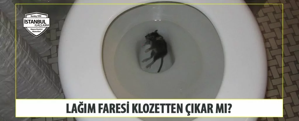 Lağım Faresi Klozetten Çıkar Mı