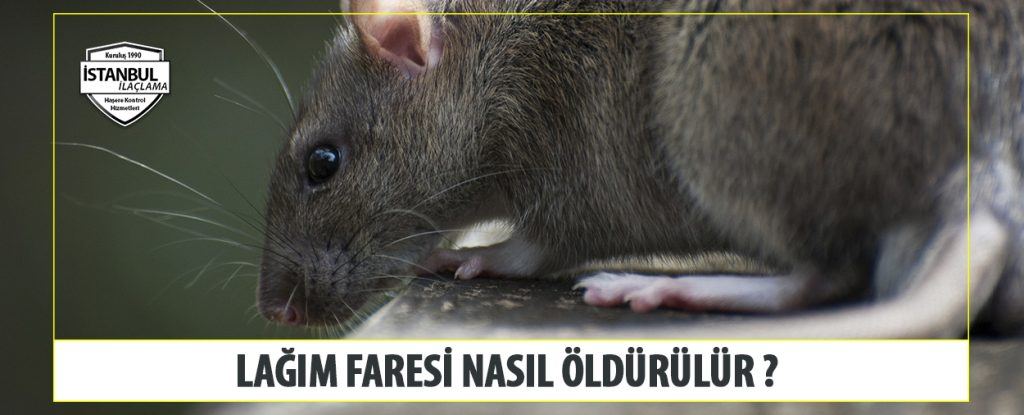 Lağım Faresi Nasıl öldürülür