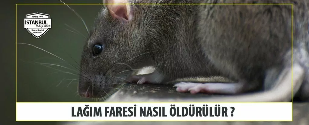 Lağım Faresi Nasıl öldürülür