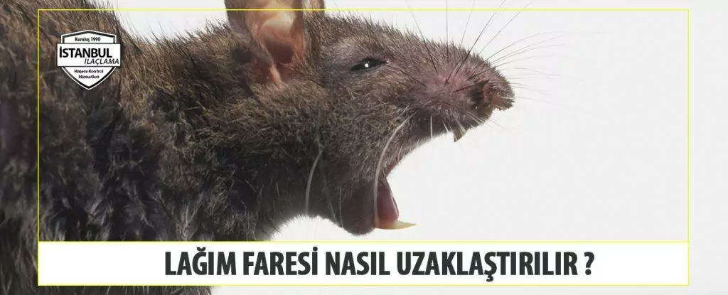 Lağım Faresi Nasıl Uzaklaştırılır