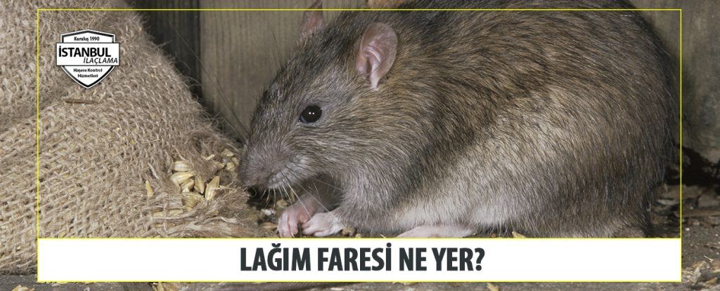 Lağım Faresi Ne Yer