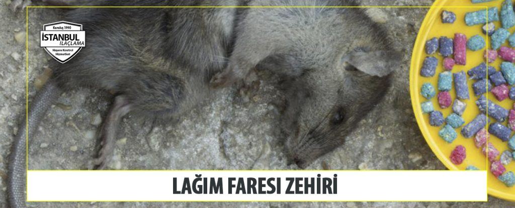 Lağım Faresi Zehiri