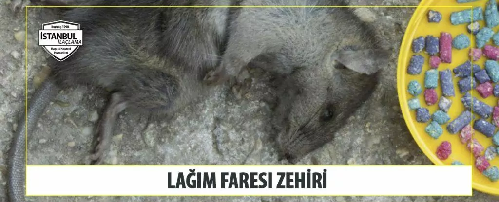 Lağım Faresi Zehiri