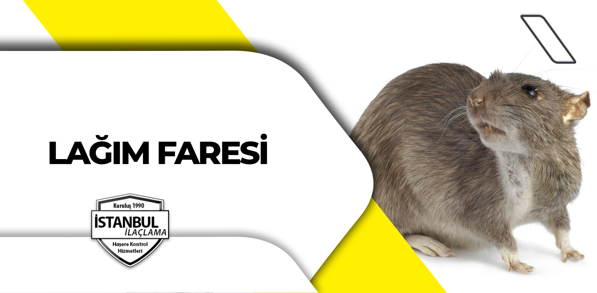 Lağım Faresi
