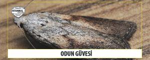 Odun Güvesi