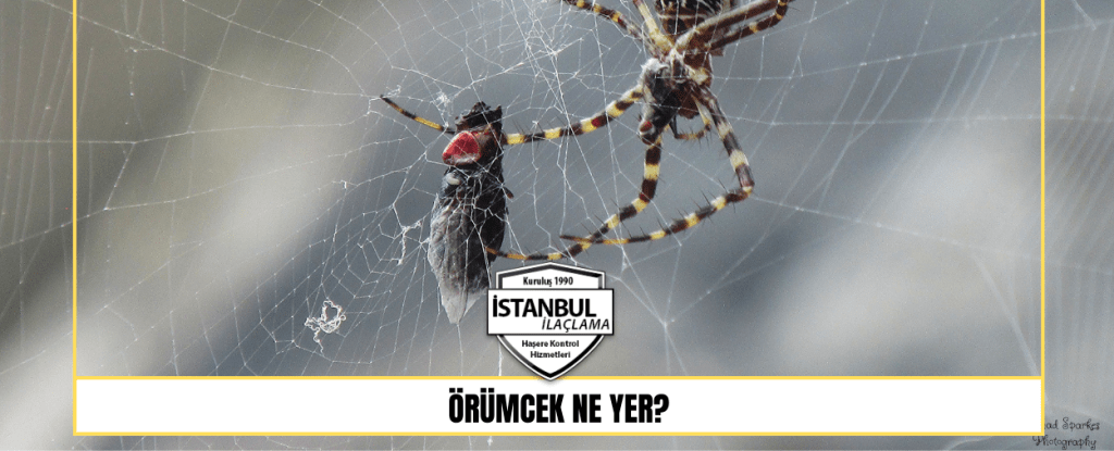 Örümcek Ne Yer