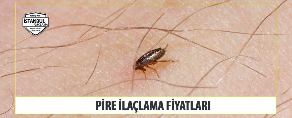 Pire İlaçlama Fiyatları