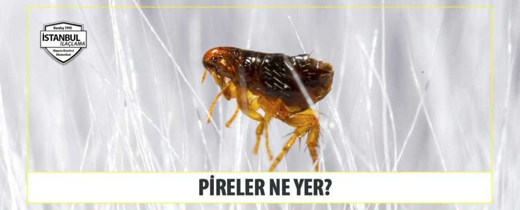 Pireler Ne Yer