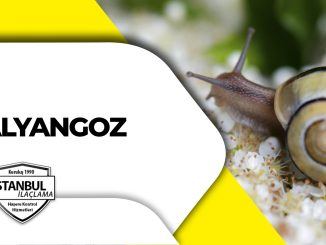 Salyangoz