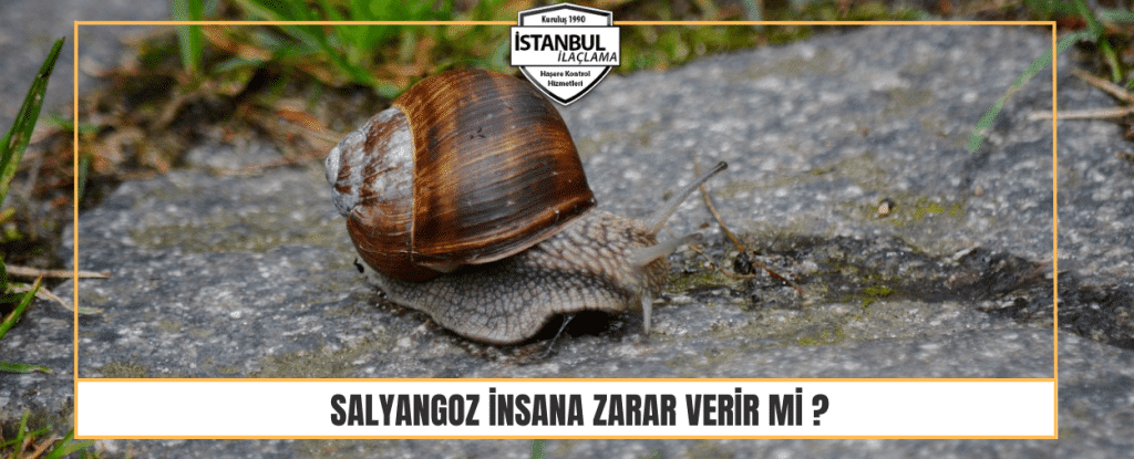 Salyangoz insana zarar verir mi