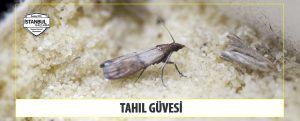 Tahıl Güvesi