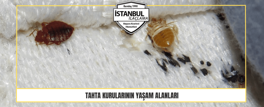 Tahta Kurularının Yaşam Alanları