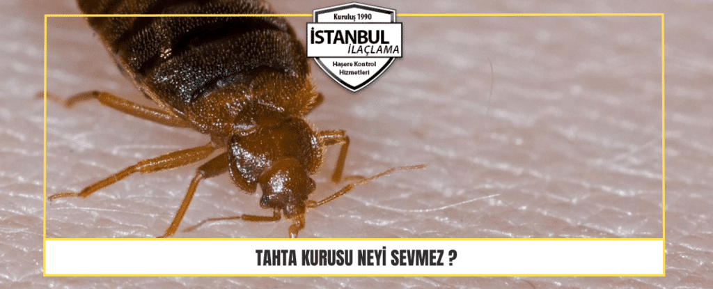 Tahta Kurusu Neyi Sevmez