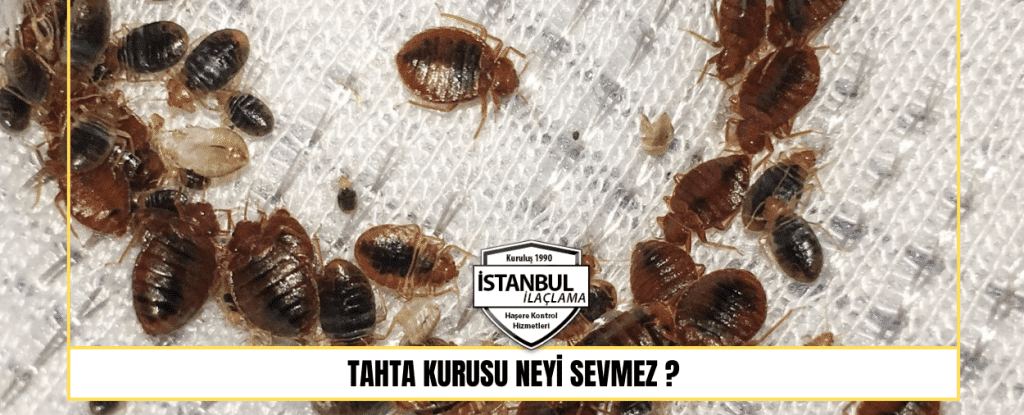 Tahta Kurusu Neyi Sevmez
