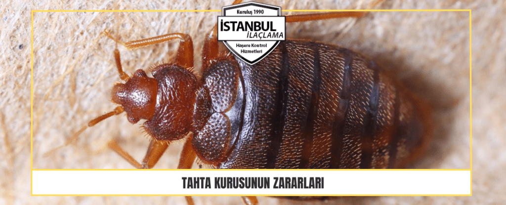 Tahta Kurusunun Zararları