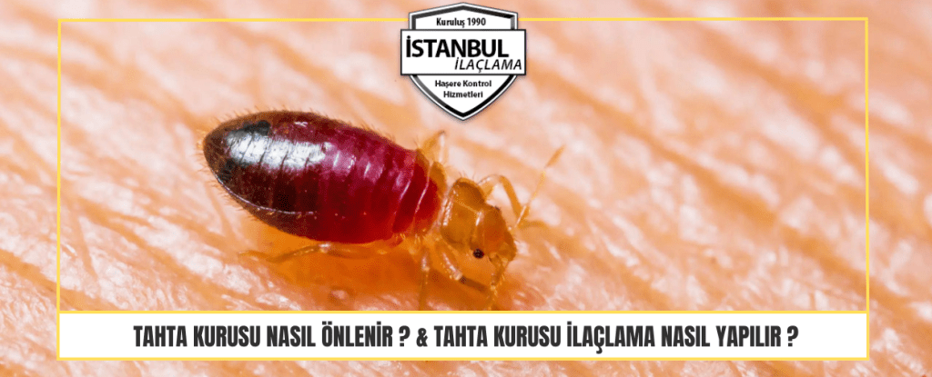 Tahta kurusu Nasıl Önlenir & Tahta Kurusu ilaçlama nasıl Yapılır