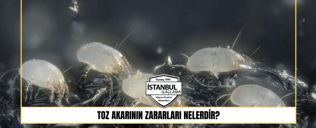 Toz akarının zararları nelerdir