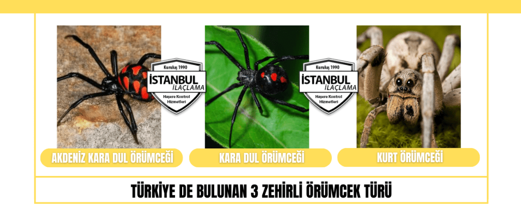 Türkiye de Bulunan Zehirli Örümcek Türü