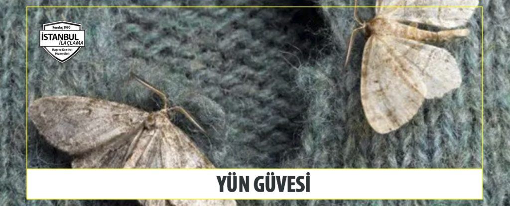 Yün Güvesi