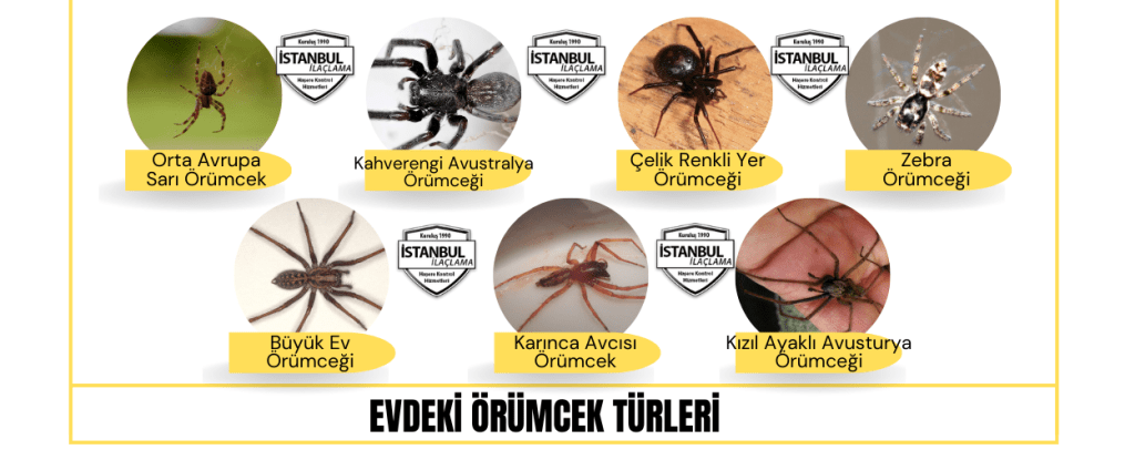evdeki örümcek türleri