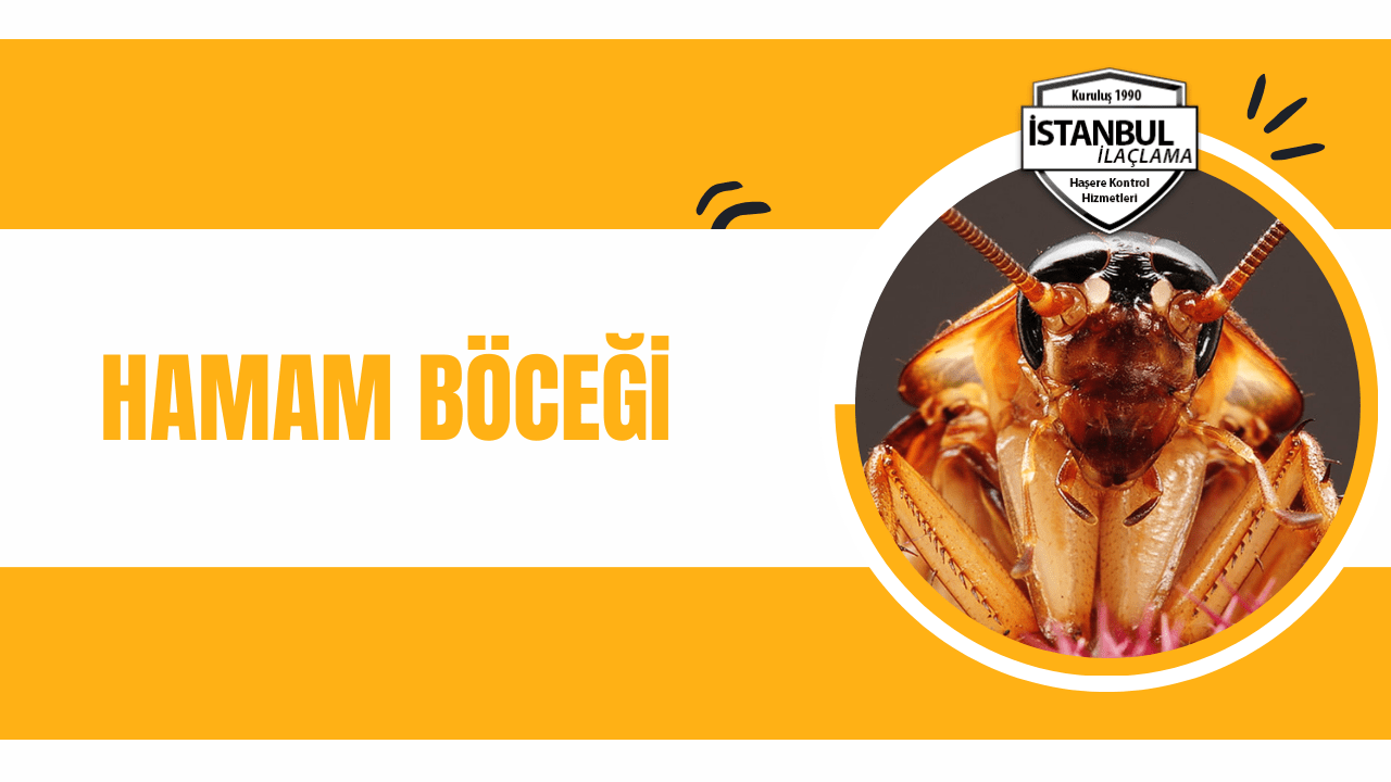 hamam böcegi