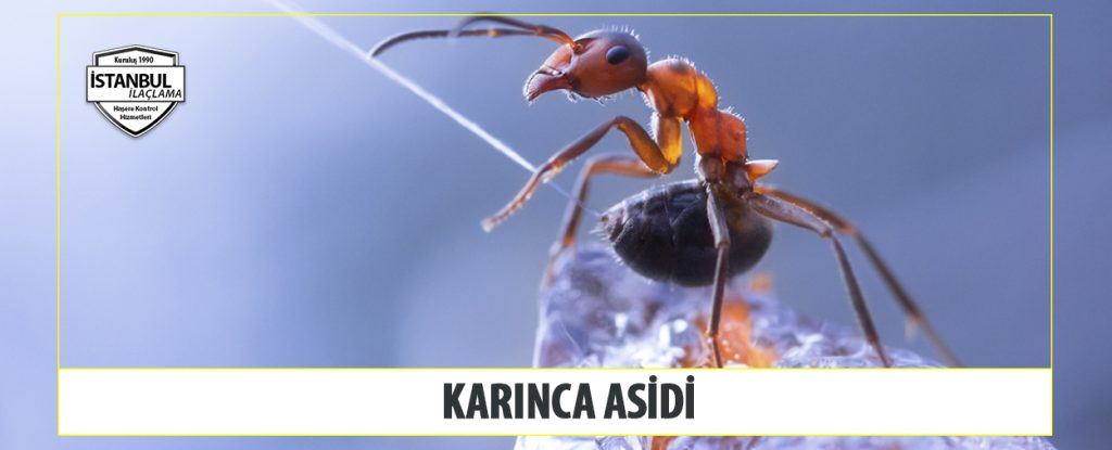 karınca asidi