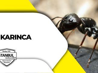 karınca