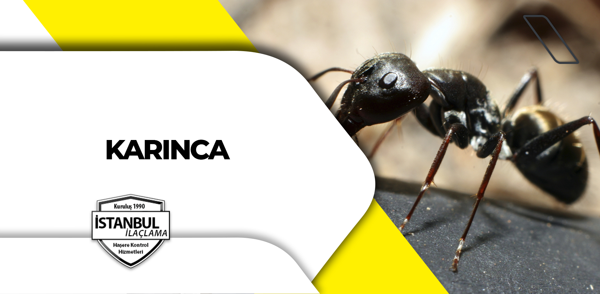 karınca