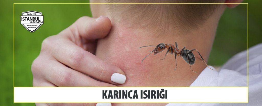 karınca ısırığı