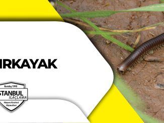 kırkayak