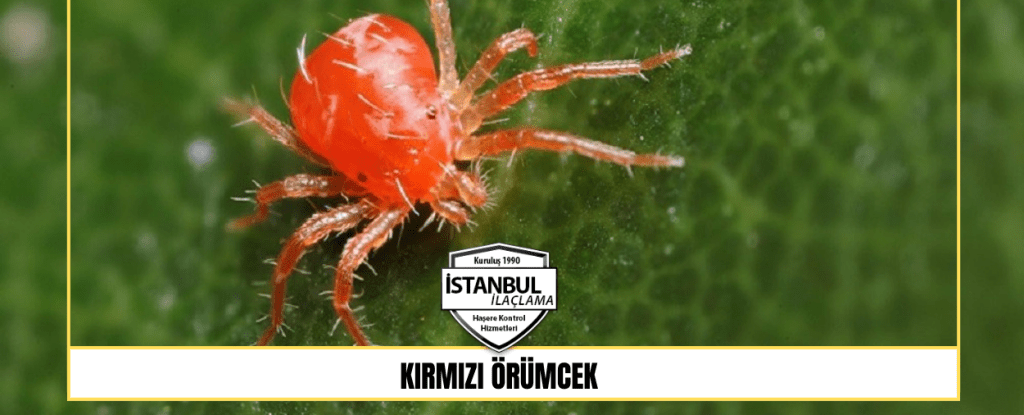 kırmızı örümcek