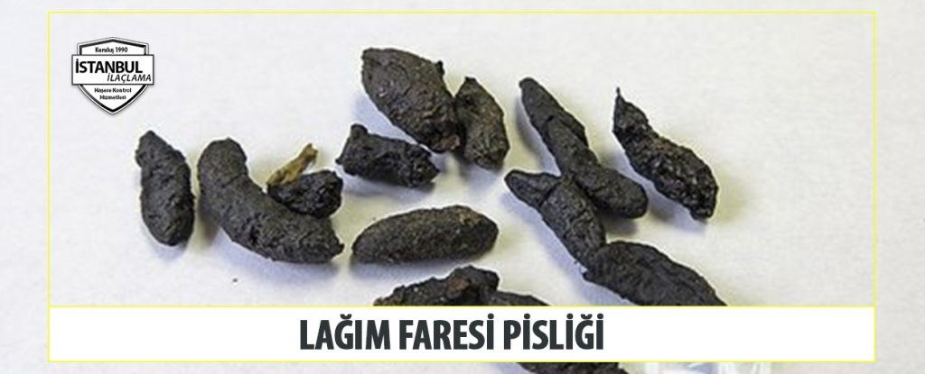 lağım faresi pisliği