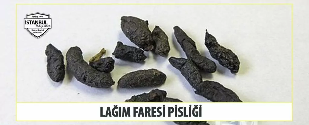 lağım faresi pisliği