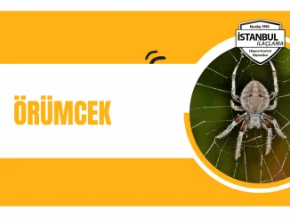örümcek hakkında bilgiler