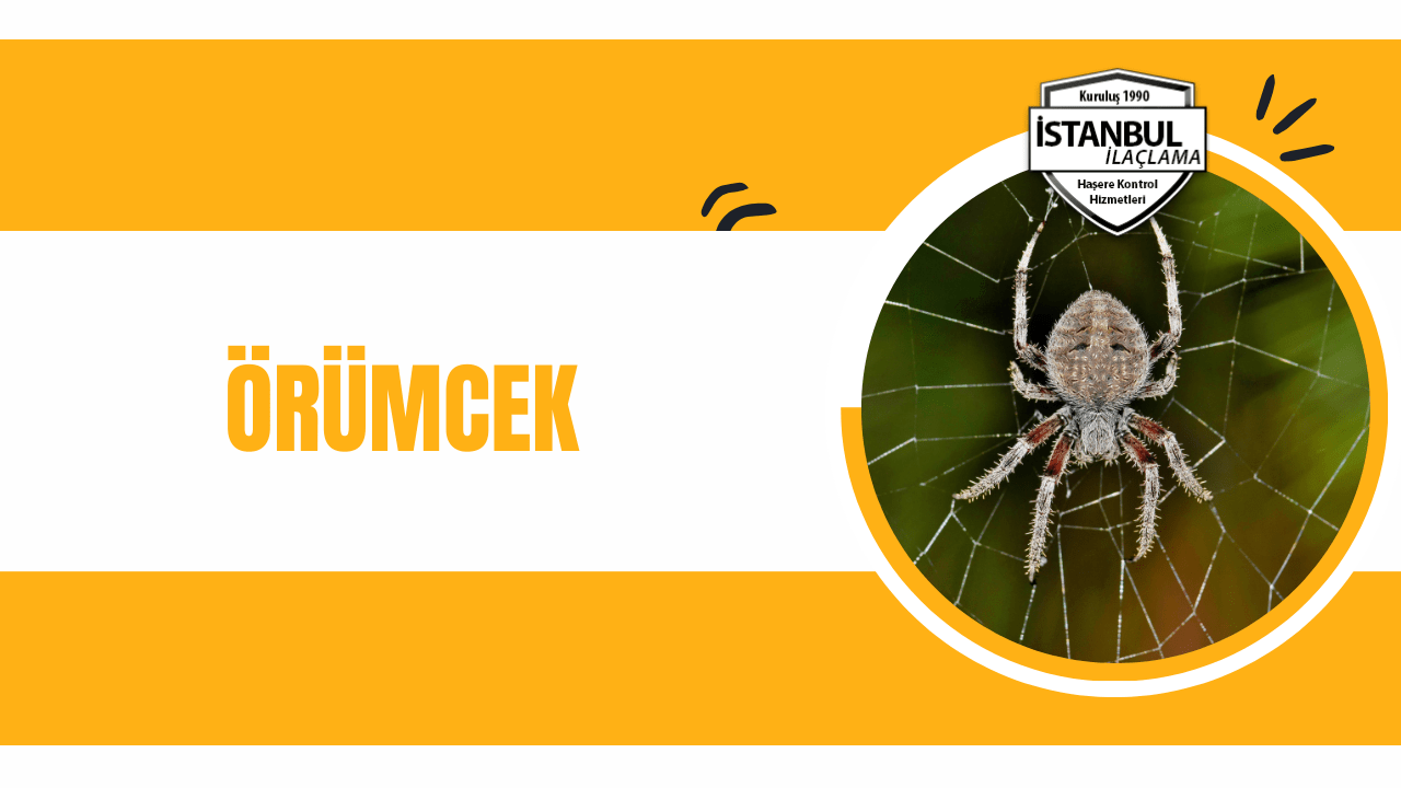 örümcek hakkında bilgiler