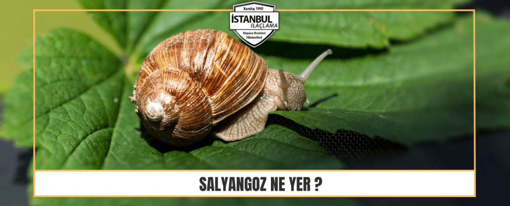 salyangoz ne yer