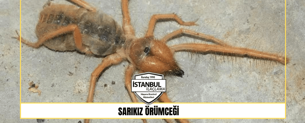 sarıkız örümcegi