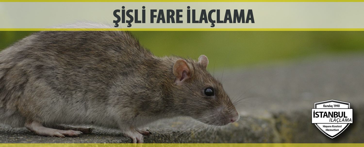 şişli fare ilaçlama