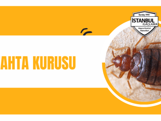 tahta kurusu