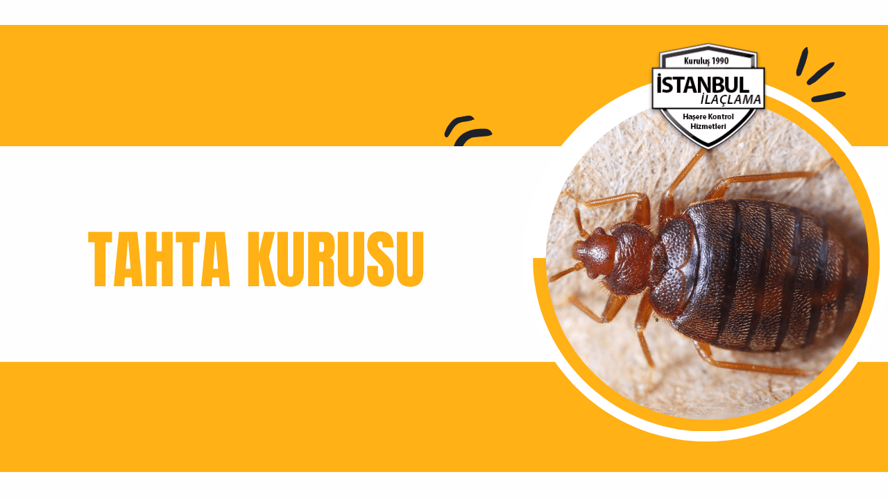 tahta kurusu