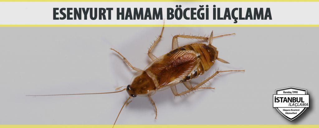 Esenyurt Hamam Böceği İlaçlama