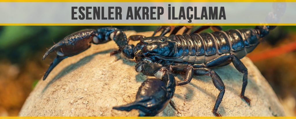 esenler akrep ilaçlama