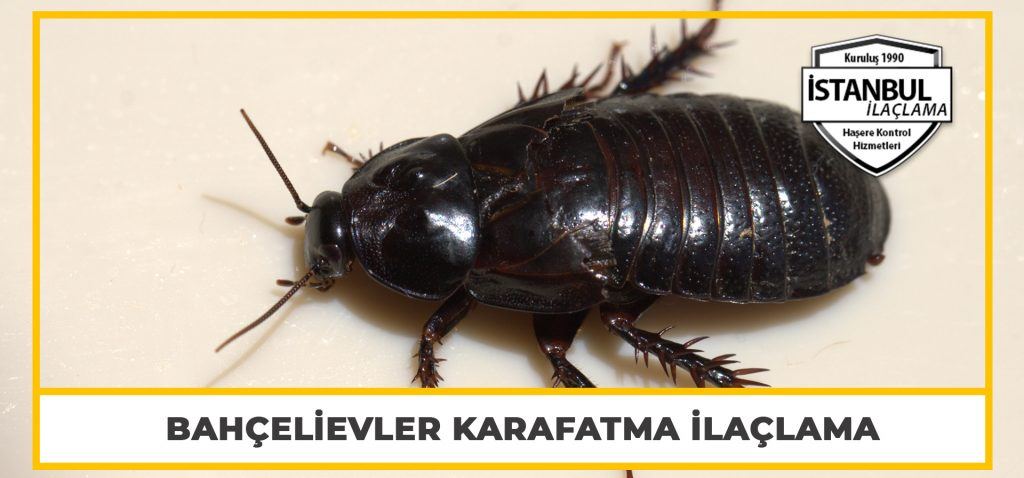 Bahçelievler Karafatma İlaçlama