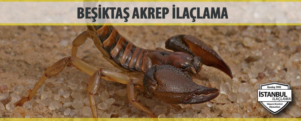 Beşiktaş Akrep İlaçlama